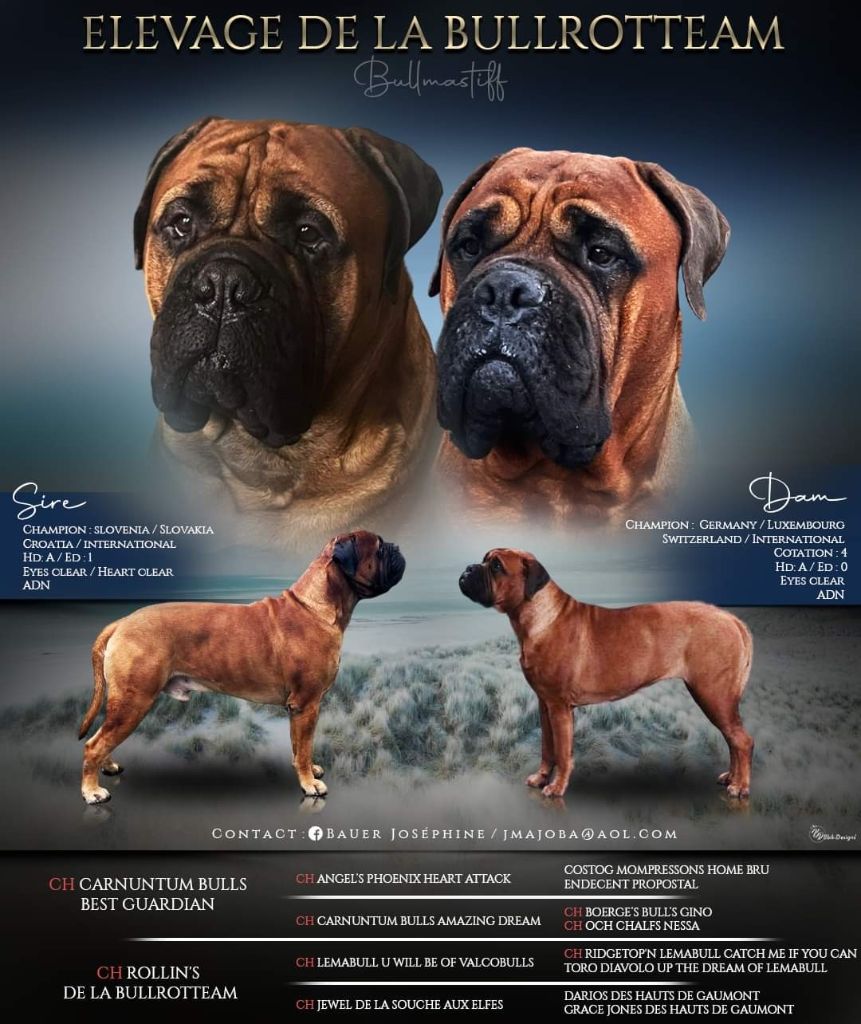 chiot Bullmastiff De La Bullrotteam