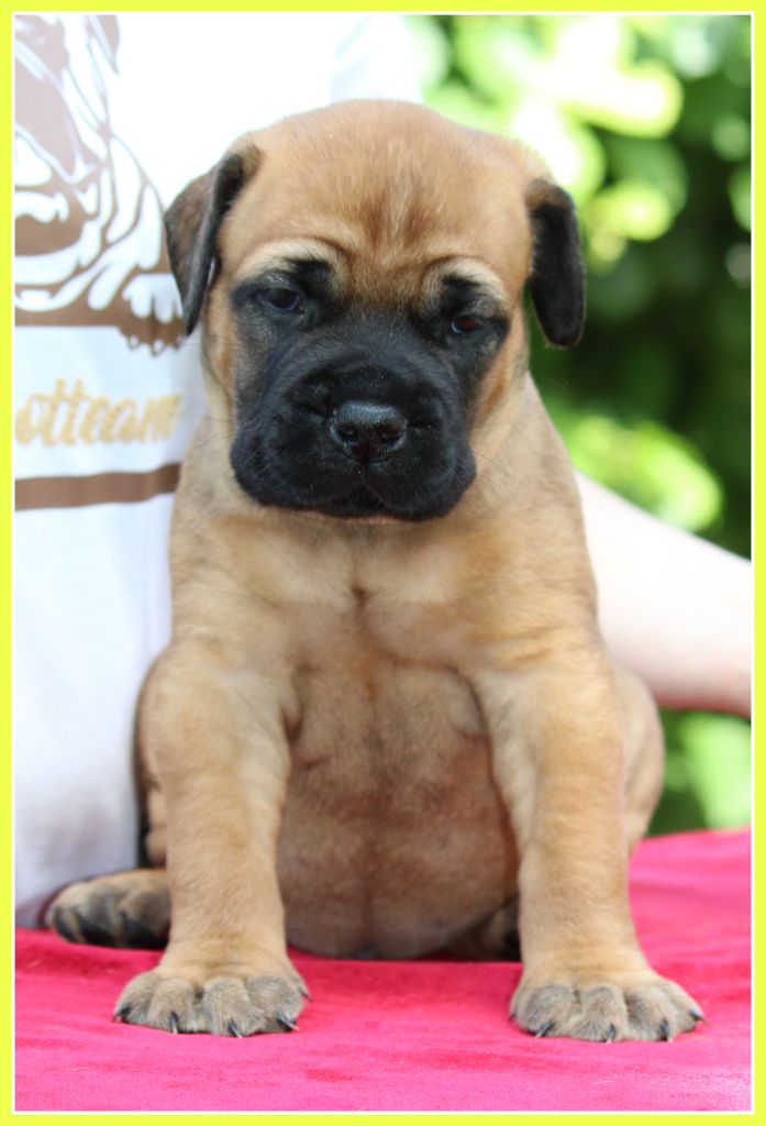 De La Bullrotteam - Chiot disponible  - Bullmastiff